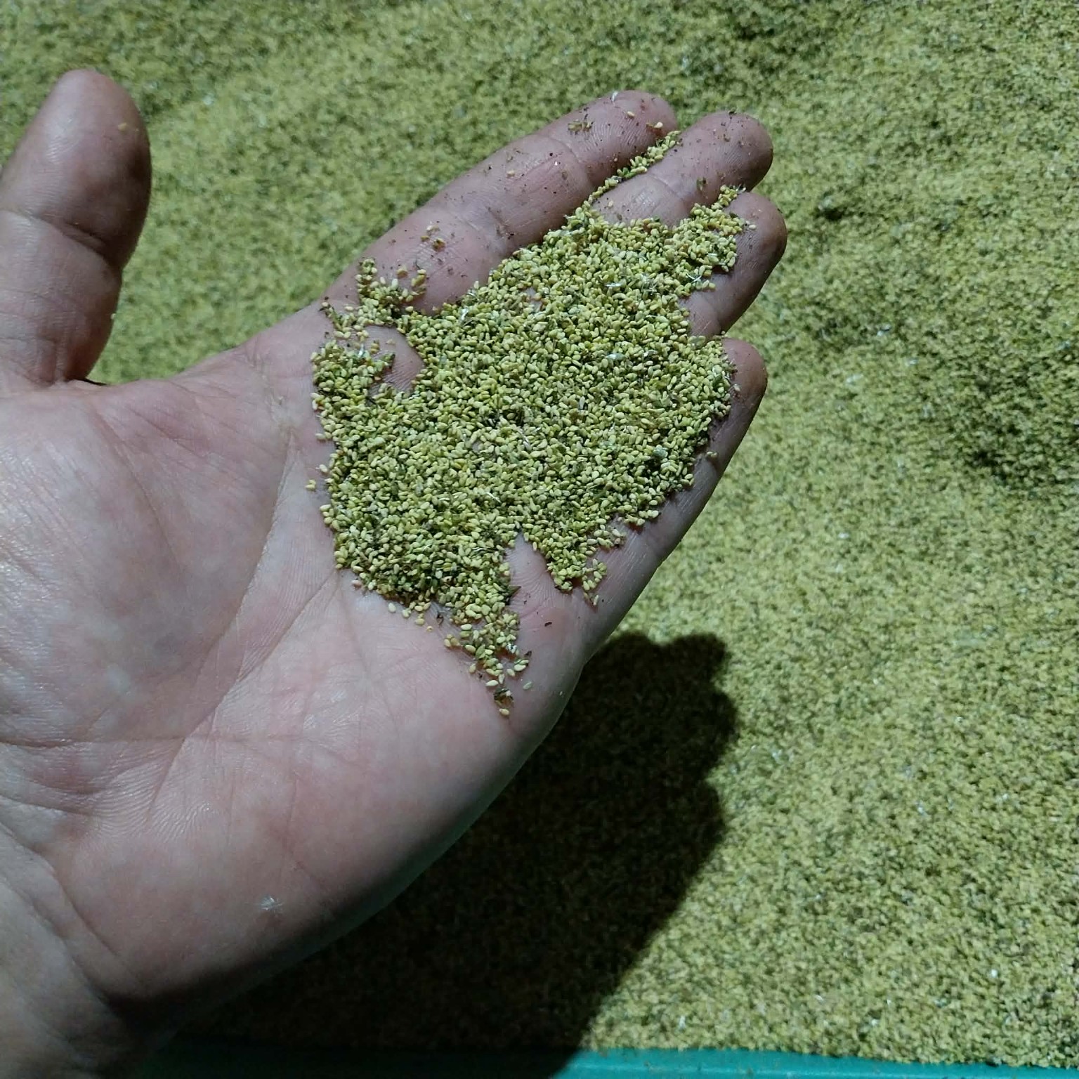 Fine cleaned seed lot during preparation