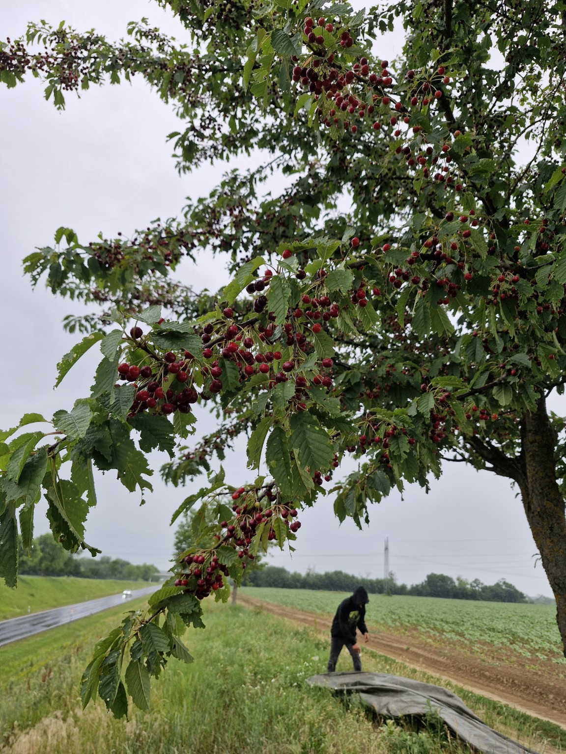 Prunus avium tree during field collection
