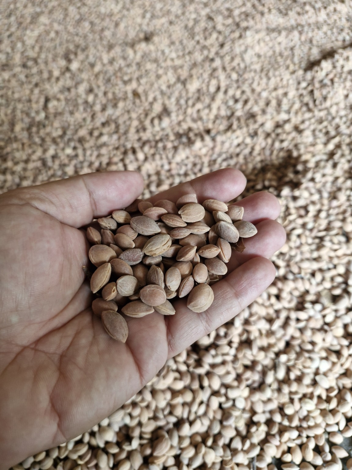 Cleaned Prunus cerasifera seed held by hand
